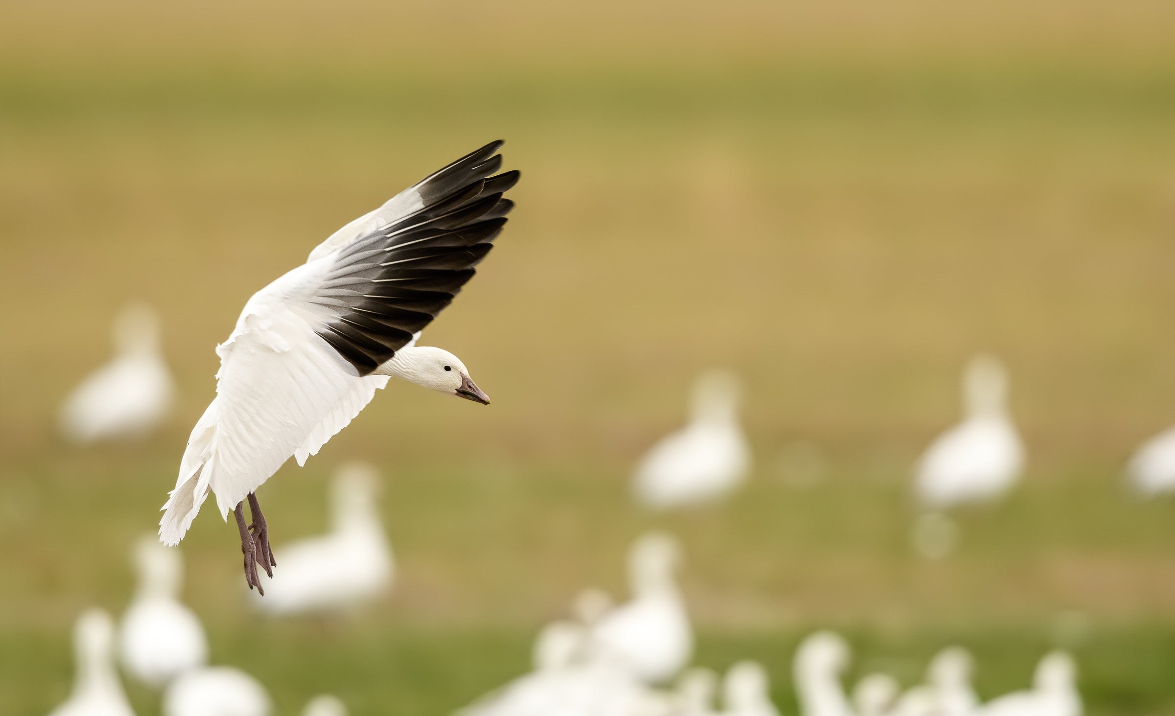 A white goose with upraised white wings with black wingtips is about to land on the ground.